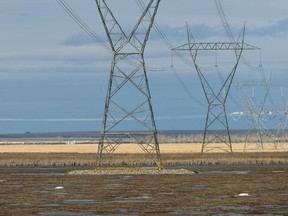 Swans found dead near transmission towers. Photo by Mike Sturk