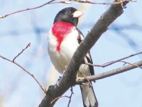 Rose-breasted grosbeaks have returned to Point Pelee National Park. They are also being seen across Southwestern Ontario after these migrants spent the winter in Central America. (RICHARD O?REILLY/SPECIAL TO POSTMEDIA NEWS)