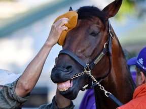 A groom washes Kentucky Derby hopeful Nyquist. (USA TODAY Sports)