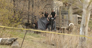 Police personnel use blankets to shield a body found behind Grant's Old Mill on Portage Avenue in Winnipeg on Wed., May 4, 2016. Cathy Curtis, 60, disappeared after leaving nearby Grace Hospital on April 25. Kevin King/Winnipeg Sun/Postmedia Network