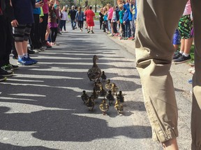A mother duck and her 13 ducklings are led out of the St. John XXIII Catholic School closed in courtyard, where she made her nest, by the 200 plus students, staff and parents as part of the seventh annual Duck Walk in Kingston, Ont. on Thursday May 5, 2016. They create a living hallway with their bodies and help led the new duck family out of the school, down the road to a nearby pond. Julia McKay/The Whig-Standard/Postmedia Network