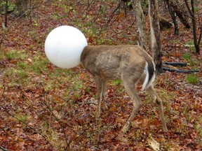 In this May 3, 2016 photo provided by the New York State Department of Environmental Conservation, a deer with its head caught in the globe from a lighting fixture over its head stands in the woods in Centereach, N.Y.  (New York State Department of Environmental Conservation via AP)