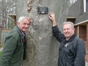 Mike Raaymaker (right) of Guardian Tree Systems and John DeGroot point to the most recent Tree of Distinction plaque, mounted on a bitternut hickory tree on the front yard of a home on Westgate Crescent in Bright’s Grove. (JOHN DeGROOT, Special to The Observer)