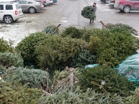 A woman carries her Christmas tree to a pile, which will be composted, at a drop off location at Masonville Mall in London, Ont. (Free Press file photo)