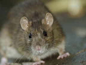 A brown rat (Getty Images)