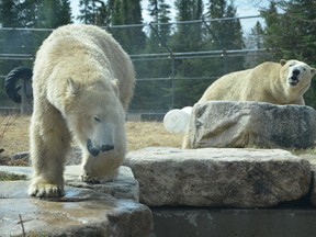 The Polar Bear Habitat in Cochrane took an abundance of caution, gradually introducing them over several months, before allowing Henry, left, and Ganuk to be together in the same enclosure. They were together for the first time on Thursday, and to everyone's relief at the Habitat, they are getting along famously.