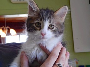 A search is underway in North York after a kitten was stolen from a pet shop. Einstein, a four-month-old tabby, was found abandoned with his siblings and Team Cat Rescue was trying to find him a new home. PHOTO SUPPLIED