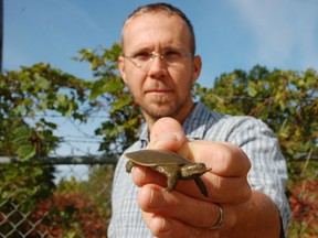 Biologist Scott Gillingwater holds a newly hatched Spiny Softshell turtle. (File photo)