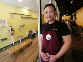 TOT the Cat Cafe co-owner Kenneth Chai inside his College St. business that has had some complaints about their level of cat care on Monday, May 9, 2016. (Michael Peake/Toronto Sun)