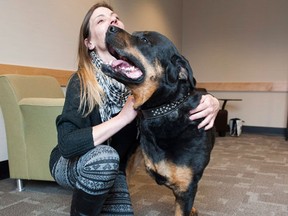 Valeria Martinez plays with her nine year old Rottweiler Cujo at the Animal Cancer Centre in Guelph, Ont., on Thursday, April 28, 2016. Cujo is part of a series of cutting-edge studies that researchers at the Ontario Veterinary College in Guelph, Ont., hope might one day help humans with the same kind of cancer that led to his amputation. (THE CANADIAN PRESS/Hannah Yoon)