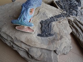 The fossilized skull of Atopodenatus unicus and a model reconstruction. (Nick Fraser)