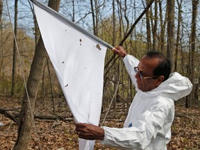Toronto Public Health field worker Jagadish Ramchandani looks for ticks on his dragging cloth as part of a media info session in Morningside Park in Scarborough Tuesday, May 10, 2016. (Michael Peake/Toronto Sun)