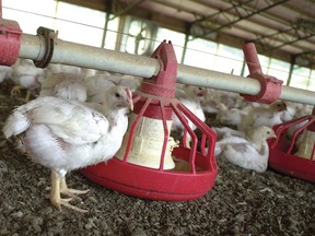 In this file photo taken June 19, 2003, chickens gather around a feeder in a Tyson Foods Inc., poultry house near Farmington, Ark. A report released May 10, 2016, by international advocacy group Oxfam says some poultry workers in the United States are denied bathroom breaks. A Tyson worker said in the report that many workers at his North Carolina plant “have to urinate in their pants.” Tyson said it's "concerned" by the claims, but currently has "no evidence they’re true.” (AP Photo/April L. Brown, File)
