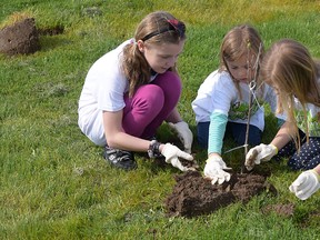 Brent Shepherd (right) was planting trees with his three daughters – Paige, Avery and Julia, Saturday at South Ridge Community Park in Tillsonburg. (CHRIS ABBOTT/TILLSONBURG NEWS)