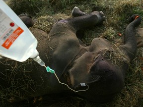 A female elephant receives medical treatment at a Surabaya zoo in East Java province July 26, 2011. REUTERS/Yusuf Ahmad/File Photo