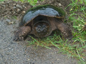 Snapping turtle. Postmedia Network