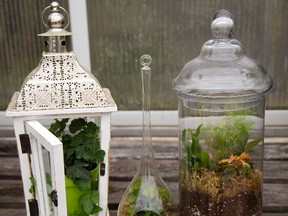 Parkway Gardens offers various types of containers and supplies to allow a terrarium to flourish. (MIKE HENSEN, The London Free Press)