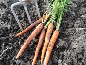 Sow carrot seeds any time after the middle of May. Put down new seeds every two weeks to extend your harvest. Most carrot varieties need 60 to 75 days before they are ready for harvest. 
John DeGroot/Sarnia Observer/Postmedia Network