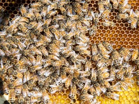 The Save the Bees exhibit will open on May 24 at The Red Brick (Postmedia Network)