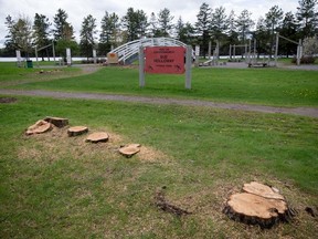 Freshly cut trees at Sue Holloway Fitness Park within Mooney's Bay Park where the City of Ottawa is planning on building the largest playground in Canada. Errol McGihon, Postmedia