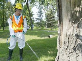 City crews will begin spraying for elm bark beetles this weekend. (FILE PHOTO)
