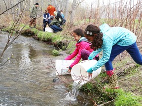 Mikayla Lloyd, 12, left, and her sister, Kaitlyn, 11, release brook trout into Junction Creek at Twin Forks Playground as part of the Junction Creek Stewardship Committee's Junction Creek Festival in Sudbury, Ont. on Saturday May 14, 2016. John Lappa/Sudbury Star/Postmedia Network