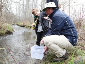 Hayden Champagne, 8, and his dad, Scott, release brook trout into Junction Creek at Twin Forks Playground as part of the Junction Creek Stewardship Committee's Junction Creek Festival in Sudbury, Ont. on Saturday May 14, 2016. John Lappa/Sudbury Star/Postmedia Network
