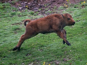 A male bison calf is pictured at the Minnesota Zoo, in Apple Valley, Minn., in this file photo. (Jim Gerhz/Star Tribune via AP)