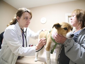 Vet Carolyn Lariviere of the Walden Animal Hospital examines Bruno as owner Debbie Halfyard looks on in Sudbury, Ont. on Monday May 16, 2016. Bruno suffered smoke inhalation in the Fort McMurray fires. Gino Donato/Sudbury Star/Postmedia Network