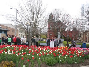 Tulips bloom