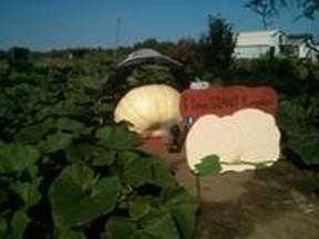 Greater Sudbury may see a 1,000 pound pumpkin at the Anderson Farm Museum Heritage Society (AFMHS) Fall Fair in September. Supplied photo