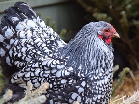 Big Mamma is a striking Silver Laced Wyandotte; each of her silver feathers is outlined in black. (Laura Brehaut.)