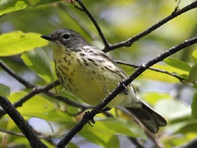 Dan Kraus of the Nature Conservancy of Canada said Ontario birds of highest concern include the Kirtland's warbler (above), golden-winged warbler, piping plover and king rail. BRUCE DI LABIO /POSTMEDIA