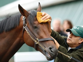 Kentucky Derby winner Nyquist receives a bath after a training session for the 141st Preakness Stakes at Pimlico Race Course on Wednesday. (USA TODAY)