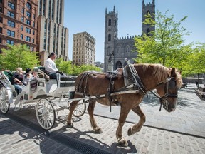A horse-drawn carriage rides past the Notre Dame cathedral in Old Montreal Wednesday, May 18, 2016 in Montreal. Montreal mayor Denis Coderre announced there will be a one-year moratorium on the carriages following recent accidents. THE CANADIAN PRESS/Paul Chiasson