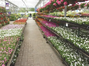 Sheridan Nurseries has quality flowers and plants that can easily be transplanted into your garden.