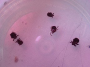 Ticks found on a four-year-old girl after a soccer game in Sarnia Wednesday. Lambton Public Health is advising residents be on the lookout and guard against tick bites. (Handout)