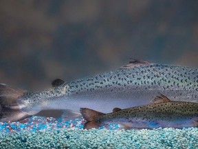 This undated 2010 file handout photo provided by AquaBounty Technologies shows two same-age salmon, a genetically modified salmon, rear, and a non-genetically modified salmon, foreground. The U.S. Food and Drug Administration approved the first genetically engineered animal product for human consumption Thursday, raising concerns that the commercial production of the fish at a plant in P.E.I. could pose serious environmental risks.THE CANADIAN PRESS/AP Photo/AquaBounty Technologies