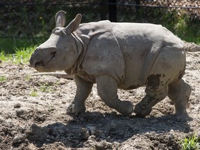 Nandu is the name  of the new rhino calf at the Toronto Zoo on Thursday May 19, 2016. Craig Robertson/Toronto Sun/Postmedia Network