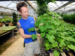 Greenhouse supervisor Dylan Howlett checks the vegetable plants at Parkway Gardens. (MORRIS LAMONT, The London Free Press)