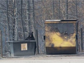 A black bear roots through a dumpster while prowling the abandoned streets of Fort McMurray on May 12, 2016. George Kourounis / FuriousEarth.com