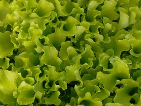 Simpson elite lettuce. Gardening expert John DeGroot writes that whatever lettuce type you choose to grow, you can expect taste that far exceeds what you are accustomed to with lettuce that has been shipped from California. (John DeGroot)