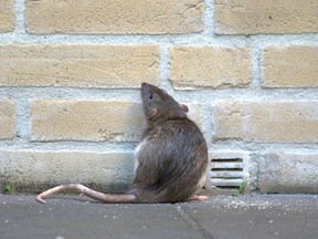 Alpine Pest Control covers multiple cities in the Niagara region and has seen an increase in rats in every city, including Niagara-on-the-Lake, St. Catharines, Niagara Falls, Fort Erie and Welland.