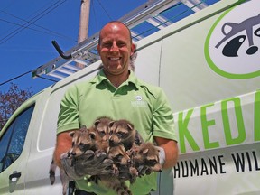 Photo supplied
Adam Wisniewski, operator of Skedaddle Humane Wildlife Control in Sudbury, holds a batch of raccoon kits that he removed from a residence. They were subsequently reunited with their mother, who was trapped and released outside.