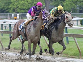 Race one winner Homeboykris (3) collapsed and died following the post race Winners Circle presentation at Pimlico Race Course. (Mitch Stringer/USA TODAY Sports)