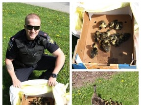 Quick-thinking cops and citizens rushed to the to rescue when some ducklings and their mother took cover from a hungry hawk under a vehicle at a busy Brampton intersection Saturday. The ducklings, seen here with Const. Joel Mazzotto, were corralled into a box and later set free in a park. PHOTO TWEETED BY PEEL REGIONAL POLICE