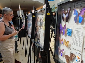 A passerby stops to check out a group of Goliath Beetles at the Incredible World of Bugs display at the Quinte Mall on Saturday.