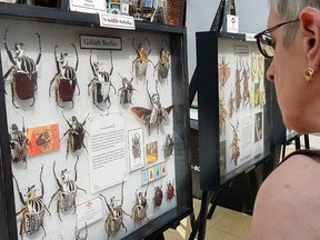 A passerby stops to check out a group of Goliath Beetles at the Incredible World of Bugs display at the Quinte Mall on Saturday.