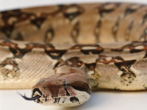 A boa constrictor is seen in a file photo. (Ryan McVay/Getty Images)