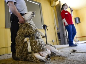 Female sheep named Daisy sits on the stage before being sheared by professional shearer Ross Creighton at Canada Agriculture and Food Museum on Sunday, May 22, 2016.